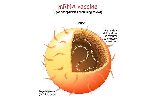 mRNA Lipid-Nanopartikel Aufbau