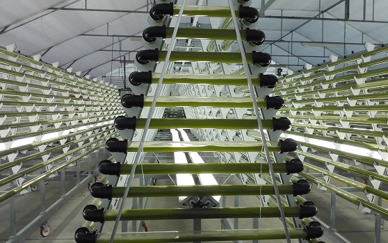 Controlled CO2 supply for algae cultivation