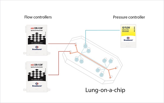 Lung-on-a-Chip Durchflussregler Setup